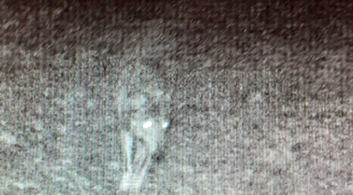 Lupo nel parco del Curone: l’immagine catturata da una fototrappola