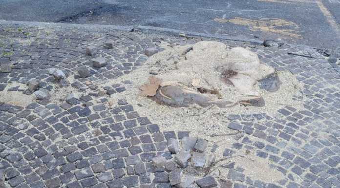 WWF e Legambiente. Taglio di piante in via Pasubio, vecchia storia che si ripete
