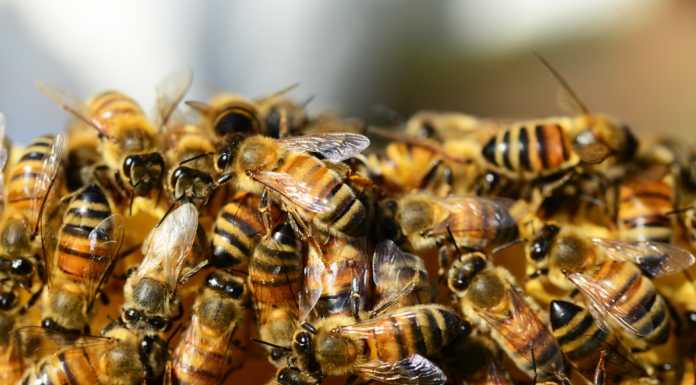 Lo spopolamento delle api: un progetto di ATS per monitorarle