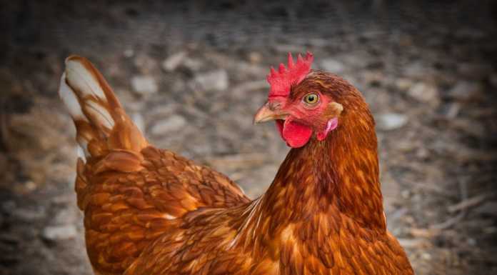 Influenza Aviaria, misure di controllo anche negli allevamenti lecchesi