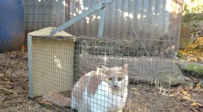 Intervento antibracconaggio delle guardie LAC a Colle Brianza