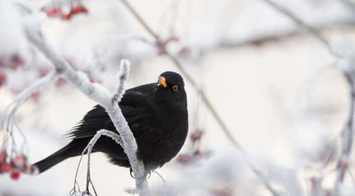 Dopo la “calda” giornata di venerdì, al via i Giorni della Merla