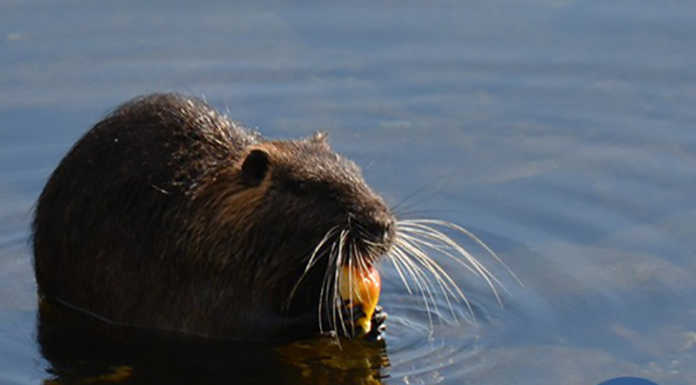 Nutrie, a Garlate si sterilizzano per contenerne il numero