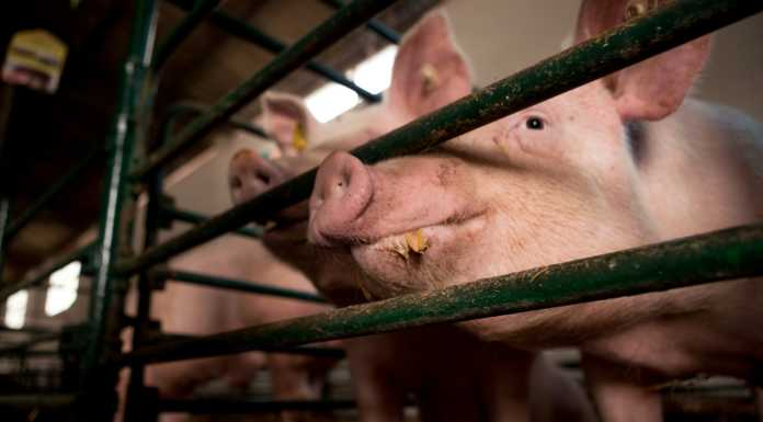 Peste suina, regione Lombardia istituisce una task force