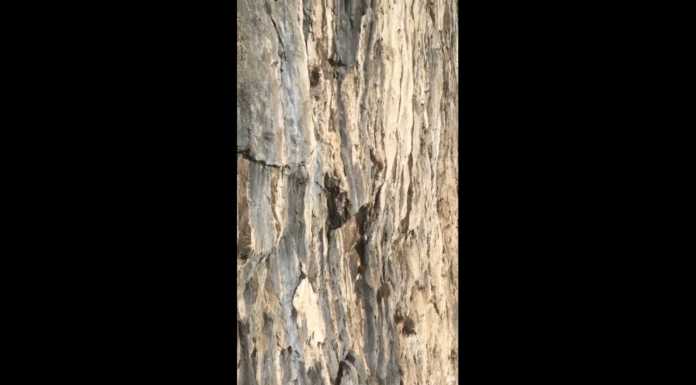 L’impresa di uno scoiattolo in “free solo” sulla Medale