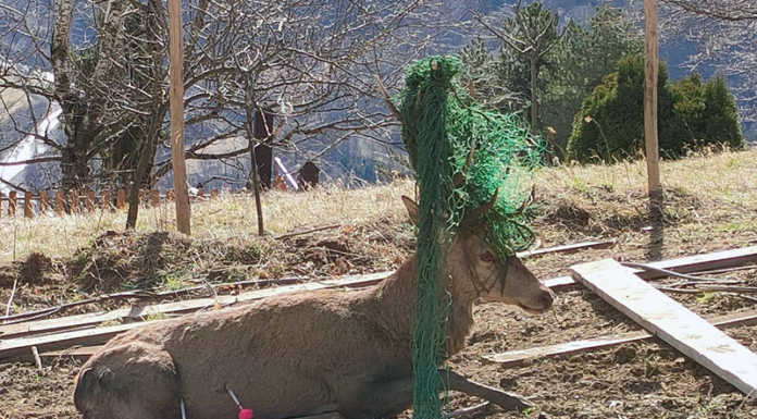Cervo impigliato in una rete, liberato dalla Polizia Provinciale