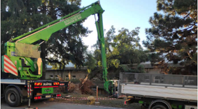 Merate, pianta caduta all’ospedale Mandic: in corso la rimozione
