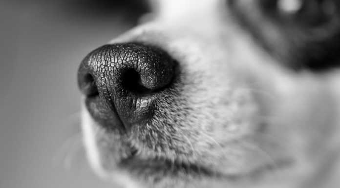 Cane senza guinzaglio fa cadere una coppia di anziani: l’appello della figlia cane pixabay