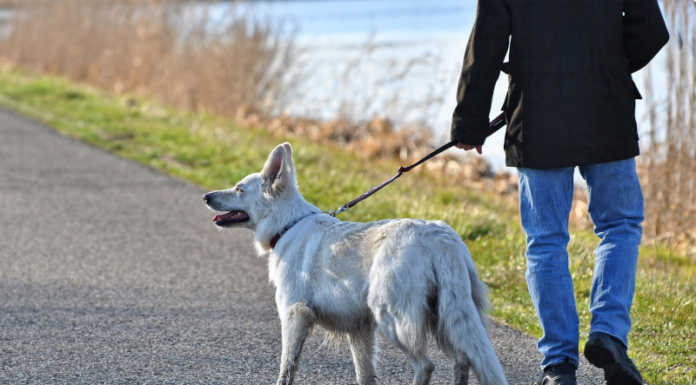 Merate: all’area cani un incontro con prove e regole per gli amici a 4 zampe cani cane guinzagliko PIXABAY