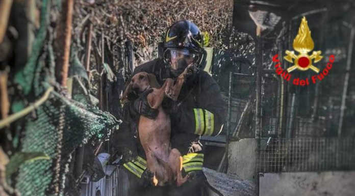 Villa d’Adda. In fiamme un capannone, portati in salvo una ventina di cani