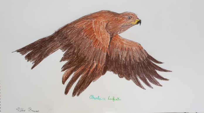 Concorso “Disegniamo la natura”: l’ambiente visto con gli occhi delle scuole lecchesi