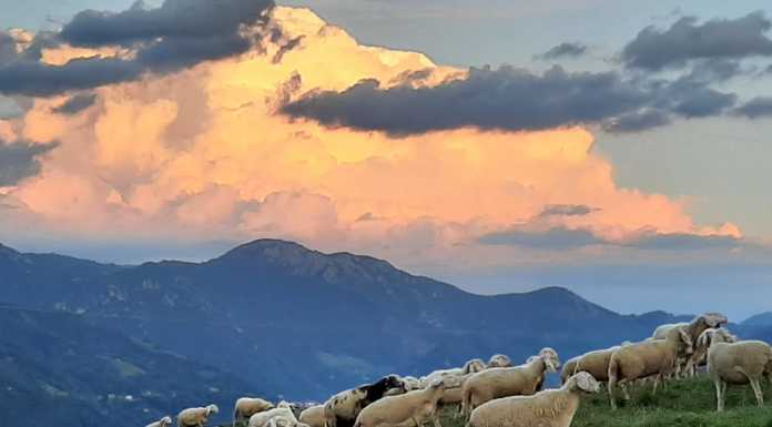 Ovini morti a San Michele, i test confermano l’avvelenamento