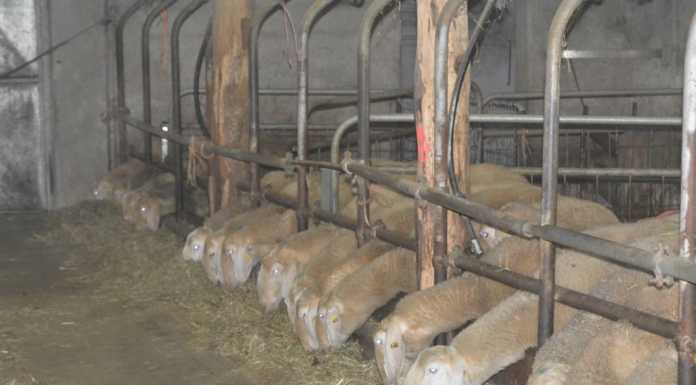 Blue tongue, al via il piano vaccinale obbligatorio per gli ovini