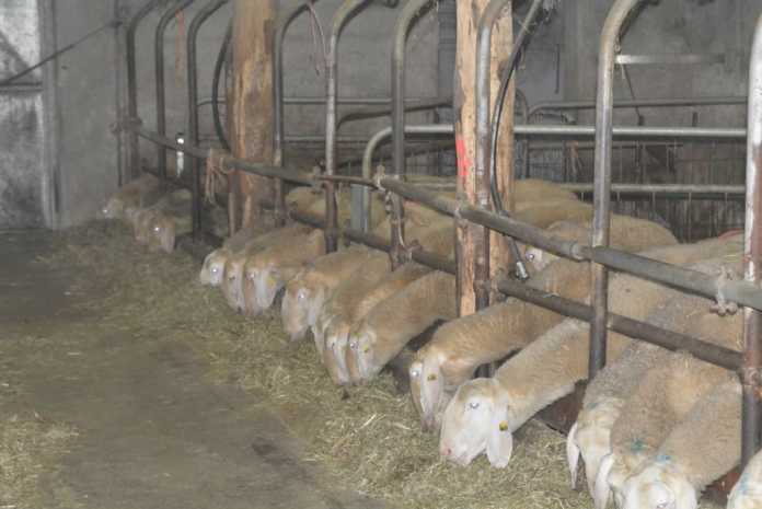 Franco Selva pecore stalla