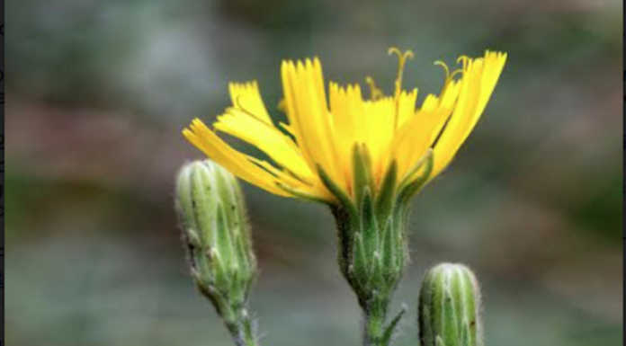 Biodiversità: dal Parco del Curone una scoperta nuova per la scienza Hieracium racemosum subspecie spinidentatum