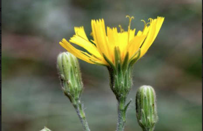 Hieracium racemosum subspecie spinidentatum