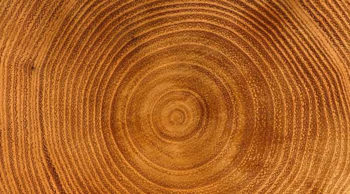 Lecco. Il WWF contro il Comune: “Ancora tagli di alberi in città”