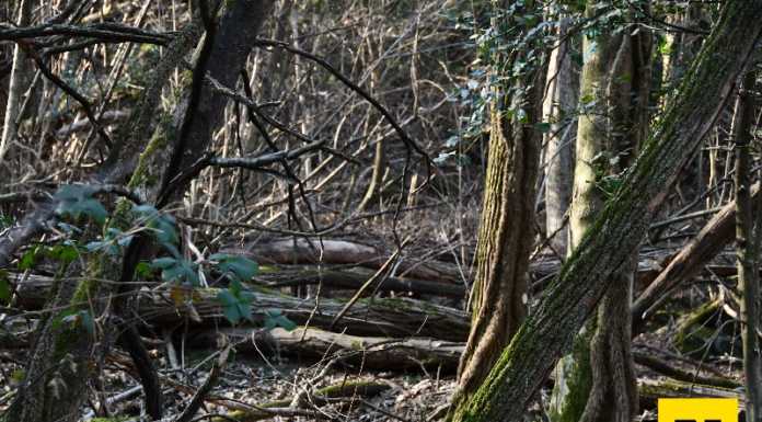 Campo de Boi, un bosco da curare: “La nuova strada servirà anche a questo”