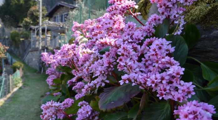 Fiori e piante, esplosione di colori in questo caldo inizio di primavera