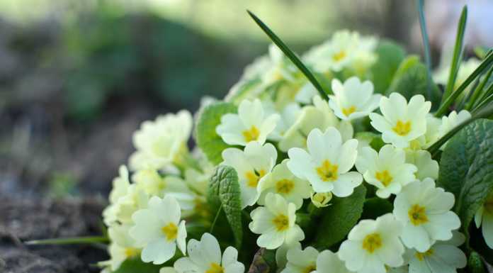 Arrivederci Inverno. Oggi, domenica 20 marzo, inizia la Primavera! primule