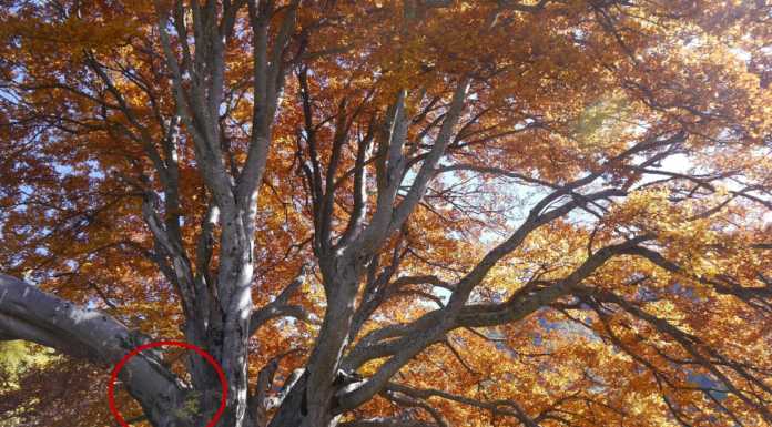 Casargo. Il tricentenario faggio del Piancone sarà sottoposto a “Tac”