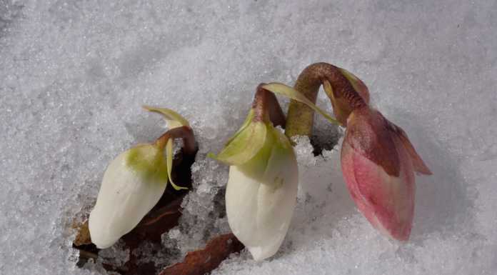Fotografia. Mauro Lanfranchi in finale a un concorso a tema botanico