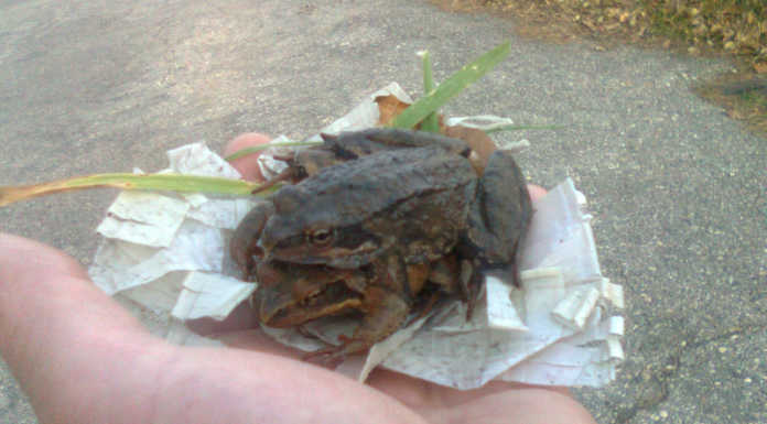 Decimate le rane di Consonno, naufraga progetto per uno stagno