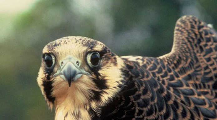 Erba, in Valle Bova ordinanza per tutelare il Falco Pellegrino falco pellegrino