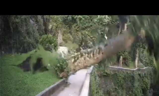 Bellano. Il crollo del platano all’Orrido, in un video la tragedia sfiorata