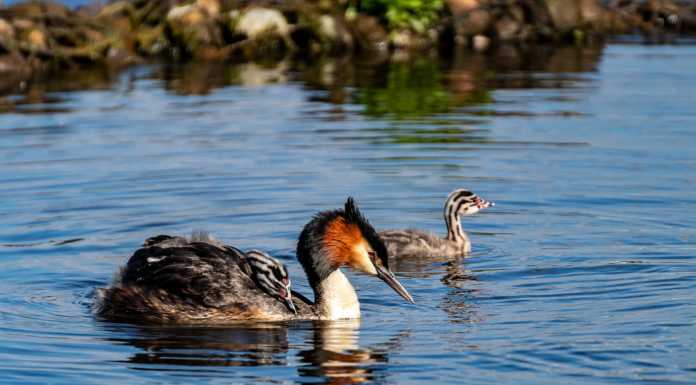 (S)punti di vista. Alla scoperta dello Svasso: “cittadino” dei nostri laghi e dei nostri fiumi svasso maggiore PX