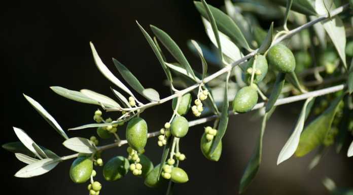 Domenica delle Palme, in piazza ci sarà la benedizione degli ulivi