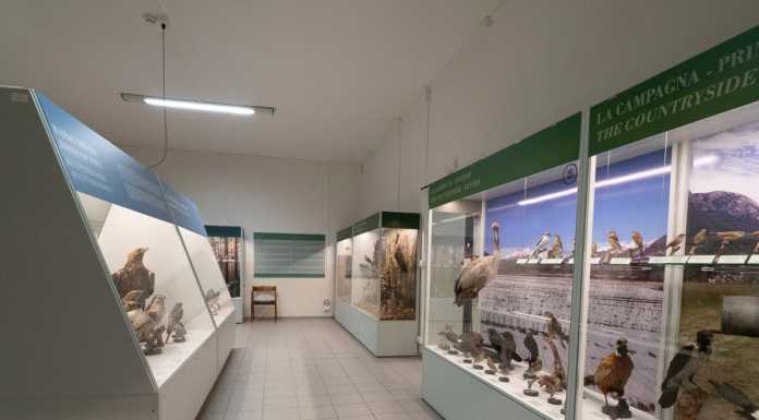 A Varenna ha riaperto, rinnovato, il museo ornitologico Scanagatta