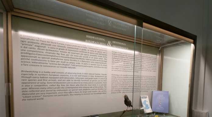 Varenna, museo ornitologico: ingresso gratuito il 20 maggio Museo ornitologico Varenna