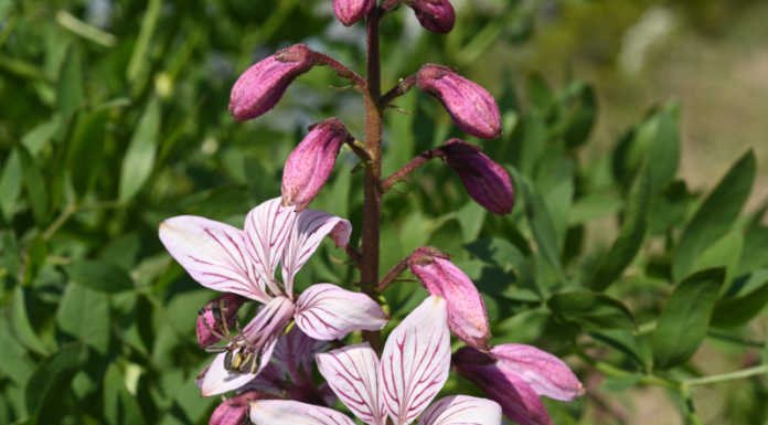 Il fotografo Lanfranchi mette in guardia gli escursionisti dalla Frassinella