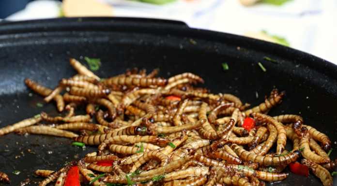 Una cena a base di insetti: l’inedita iniziativa dell’Associazione Agorà