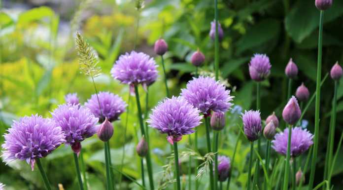 (S)punti di Vista. Imparare ad andar per erbe: bontà naturali fioritura erba cipollina