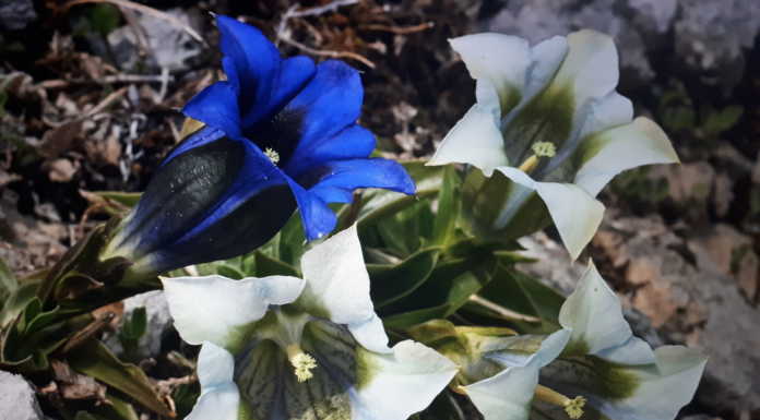 Fioriture rare in Pialeral, immortalate dagli scatti di Mauro Lanfranchi