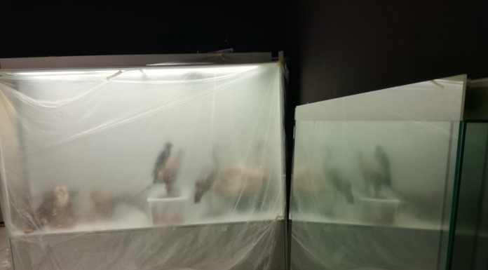 Varenna, il museo ornitologico Scanagatta si prepara a riaprire