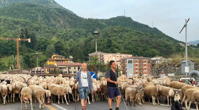 Migliaia di pecore per le strade di Lecco, si ripete la tradizione della transumanza