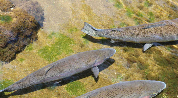 Pesca. Settecento chili di trote saranno immesse nei torrenti lecchesi