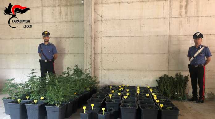 Oggiono. Aveva costruito una serra in casa, 28enne arrestato per spaccio