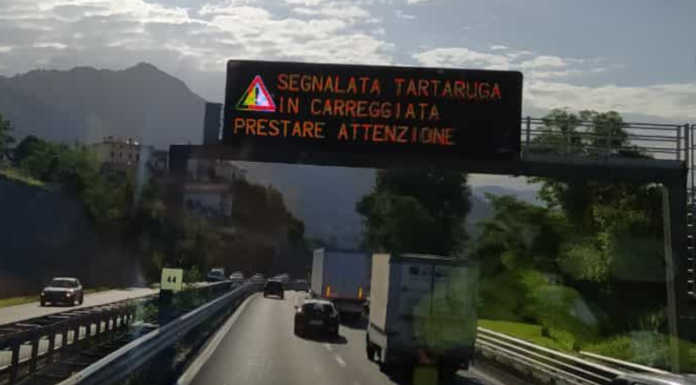 SS36: “Tartaruga in carreggiata, prestare attenzione” SS36