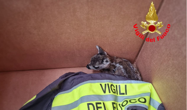 Recupero animali selvatici: il monito dei Vigili del Fuoco