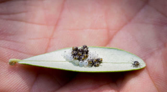 Incontro sull’olivicoltura a Perledo: osservata speciale la cimice asiatica