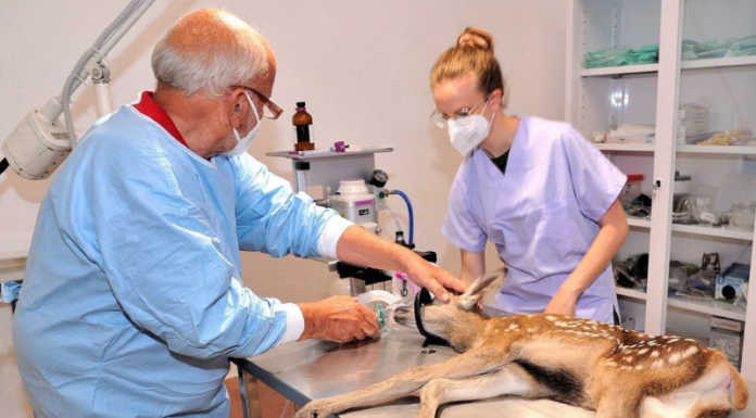 A Colico un cucciolo di cervo muore di stenti dopo aver perso la sua mamma