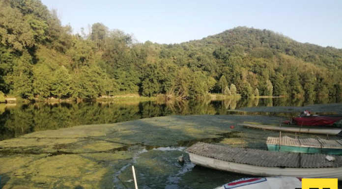 Alghe sul fiume: il Parco Adda Nord al lavoro con Arpa Alghe fiume Adda