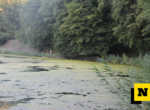 Alghe nel fiume Adda