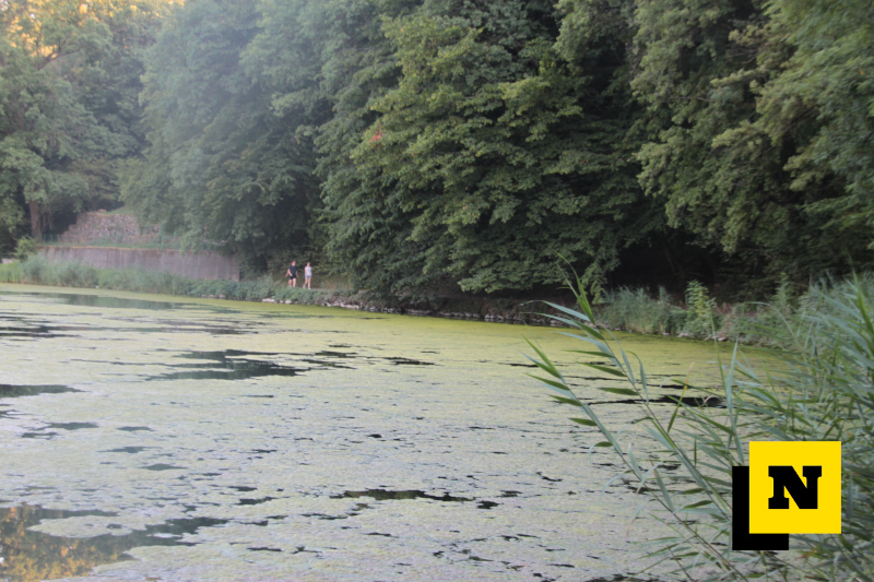 Alghe nel fiume Adda