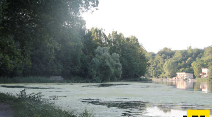 Alghe nel fiume Adda, mobilitato il Parco: al via i campionamenti Alghe nel fiume Adda