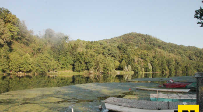 Sul fiume Adda, tra Brivio e Paderno, affiorano le alghe Alghe nel fiume Adda